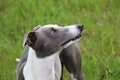 Beautiful brindle galgo head portrait in the garden Royalty Free Stock Photo