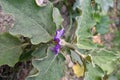 Beautiful Brinjal Flower Top View.