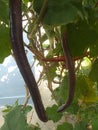 Beautiful brinjal in the Home garden