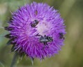 Beautiful Bristle Thistle Wildflower With Bees