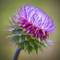 Beautiful Bristle Thistle Wildflower Digitally Painted