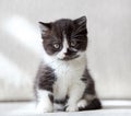 Beautiful british black and white shorthair kitten