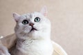 A beautiful British breed cat wrapped in a towel after a shower. Portrait of a green-eyed cat. Grooming animals Royalty Free Stock Photo