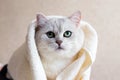 A beautiful British breed cat wrapped in a towel after a shower. Portrait of a green-eyed cat. Grooming animals Royalty Free Stock Photo