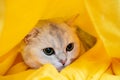 Cat in stress and depression, he was scared and hiding in a yellow plaid. Psychological concept. Animal preparing for