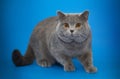 Beautiful British cat on studio background Royalty Free Stock Photo