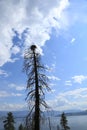 Beautiful British Columbia- Forest front cover or billboard Royalty Free Stock Photo