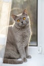 Beautiful British grey cat with orange eyes sitting on a windowsill