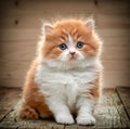 Beautiful british long hair kitten