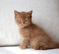 Beautiful british short hair kitten