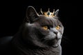 Beautiful British Shorthair Cat In Gold Crown On Matte Black Background. Generative AI Royalty Free Stock Photo