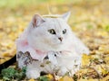Beautiful British shorthair cat with lace necklet and a ginkgo biloba leaf on head lying on autumn ground Royalty Free Stock Photo