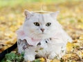 Beautiful British shorthair cat with lace necklet and a ginkgo biloba leaf on head lying on autumn ground Royalty Free Stock Photo
