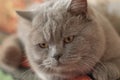 Beautiful British Shorthair cat male closeup portrait bokeh