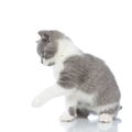 Beautiful british shorthair cat is playing to her side Royalty Free Stock Photo