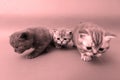 Beautiful British Shorthair kittens Royalty Free Stock Photo