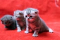 Beautiful British Shorthair kittens Royalty Free Stock Photo