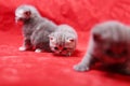 Beautiful British Shorthair kittens Royalty Free Stock Photo