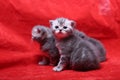 Beautiful British Shorthair kittens Royalty Free Stock Photo