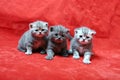 Beautiful British Shorthair kittens Royalty Free Stock Photo