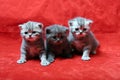 Beautiful British Shorthair kittens Royalty Free Stock Photo