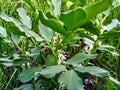 Beautiful broad bean im age india