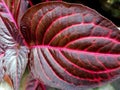 beautiful broad red leaf ornamental plant