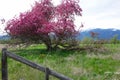 Beautiful Crab Apple Tree - Montana