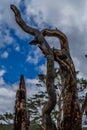 Beautiful broken textured twisted crooked branches and trunks of dry dead tree after fire, blue sky with clouds backdrop. Baikal