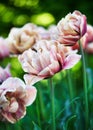 Beautiful bronze apricot double tulip flowers in an early spring cottage garden.