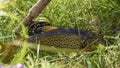 Beautiful brook trout and a fishing rod with a reel in the grass by the river, caught by fly fishing. Royalty Free Stock Photo