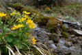 Beautiful brook and yellow flowers in mountains Royalty Free Stock Photo