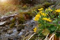 Beautiful brook and yellow flowers in mountains Royalty Free Stock Photo