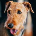 Brown Airedale Terrier Dog Close Up Portrait. Royalty Free Stock Photo