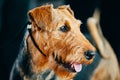 Brown Airedale Terrier Dog Close Up Portrait.