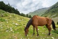 Beautiful brown arabian horse grazing on high mountain Royalty Free Stock Photo