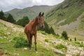 Beautiful brown arabian horse grazing on high mountain Royalty Free Stock Photo