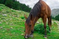 Beautiful brown arabian horse grazing on high mountain Royalty Free Stock Photo