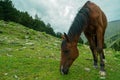 Beautiful brown arabian horse grazing on high mountain Royalty Free Stock Photo