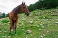 Beautiful brown arabian horse grazing on high mountain Royalty Free Stock Photo