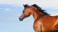 Beautiful brown arabian horse in motion isolated o