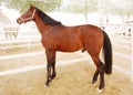 A beautiful brown arabian stallion