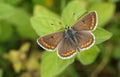A beautiful Brown Argus Butterfly, Aricia agestis, perching on a plant in a meadow. Royalty Free Stock Photo