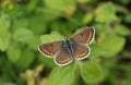 A beautiful Brown Argus Butterfly, Aricia agestis, perching on a plant in a meadow. Royalty Free Stock Photo