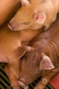 Beautiful brown babies pigs