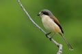 Beautiful brown back to grey head bird perching on wood stick over blur green background in nature, Burmese Shrike