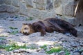 Beautiful brown bear sleeping