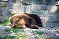 Beautiful brown bear sleeping