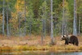 Beautiful brown bear walking around lake with autumn colours. Dangerous animal in nature forest and meadow habitat. Wildlife scene Royalty Free Stock Photo