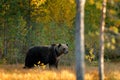Beautiful brown bear walking around lake with fall colours. Bear hidden in yellow forest. Autumn trees with bear. Dangerous animal Royalty Free Stock Photo